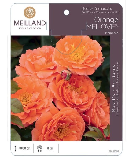 Rosier à massifs Orange MEILOVE® Meipluvia