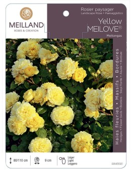 Rosier paysager Yellow MEILOVE ® Meitongas