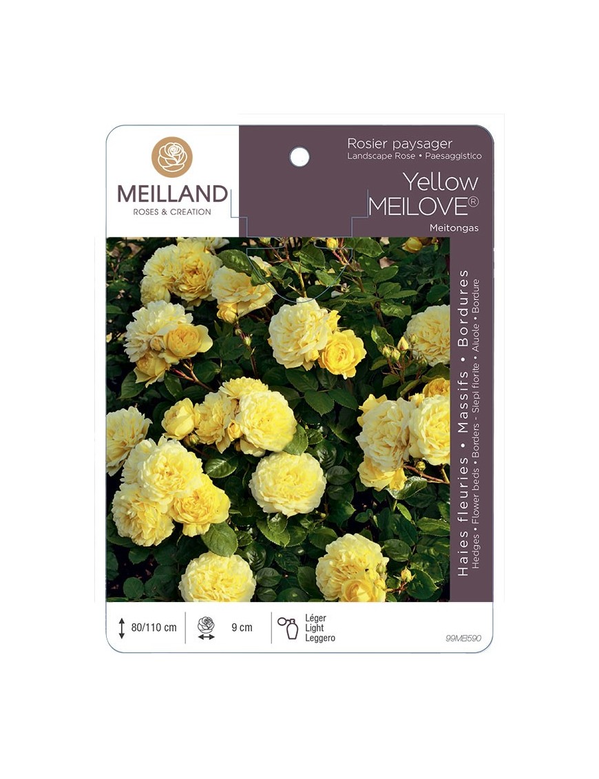 Rosier paysager Yellow MEILOVE ® Meitongas
