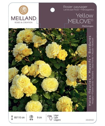 Rosier paysager Yellow MEILOVE ® Meitongas