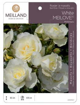 Rosier à massifs White MEILOVE® Meifarigou