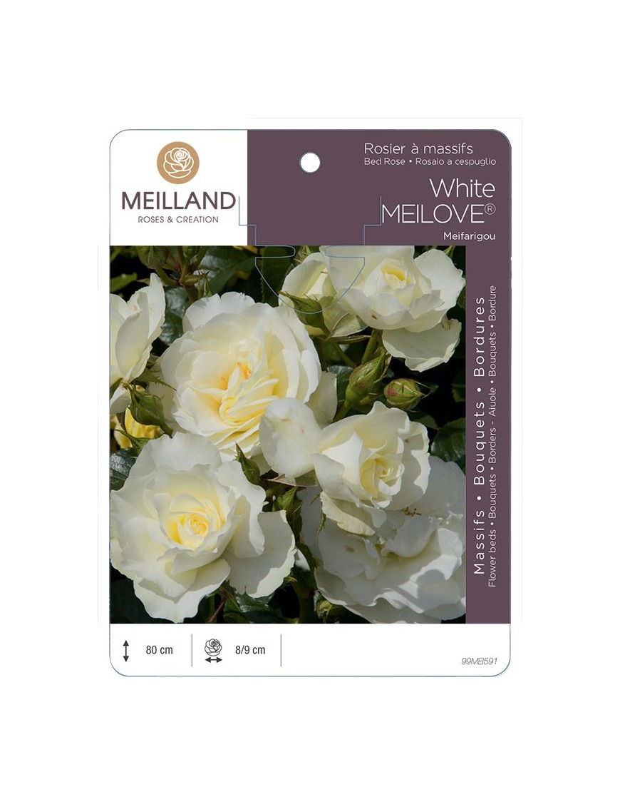 Rosier à massifs White MEILOVE® Meifarigou