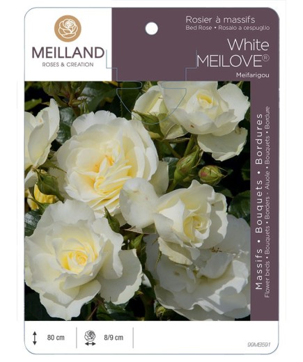 Rosier à massifs White MEILOVE® Meifarigou