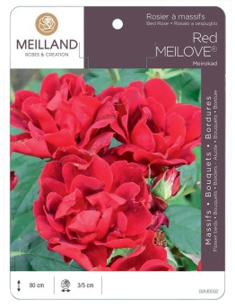 Rosier à massifs Red MEILOVE® Meirokad