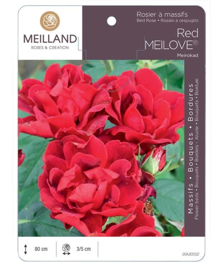 Rosier à massifs Red MEILOVE® Meirokad