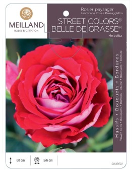 Rosier paysager BELLE DE GRASSE ® Meibelitz