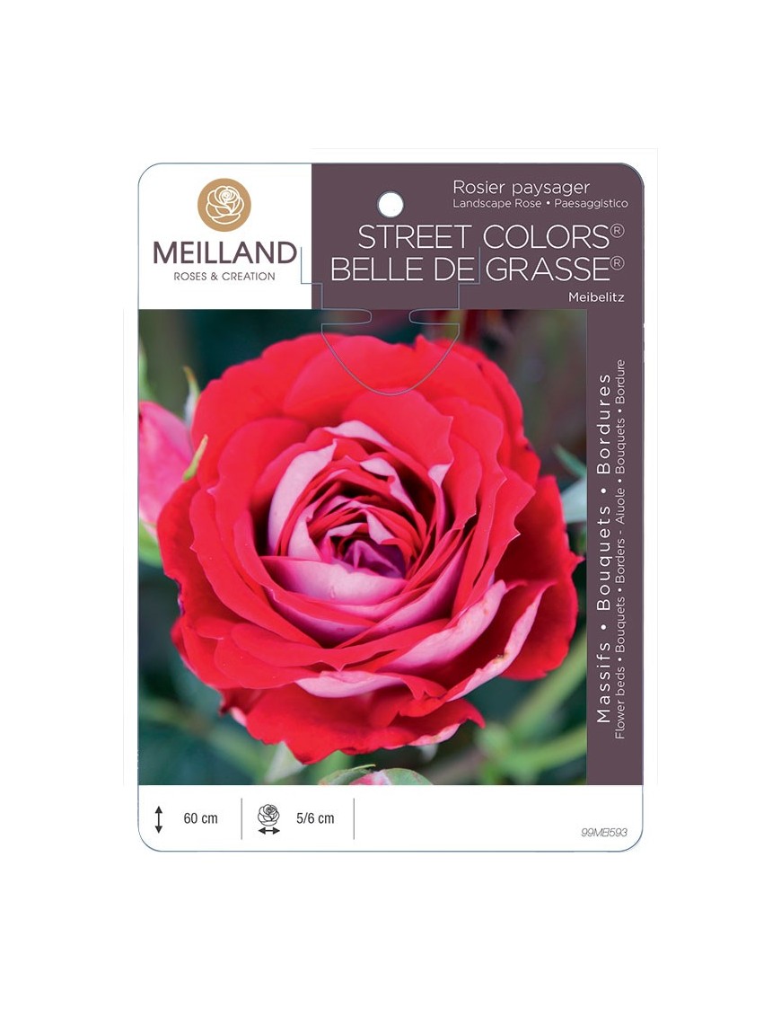 Rosier paysager BELLE DE GRASSE ® Meibelitz