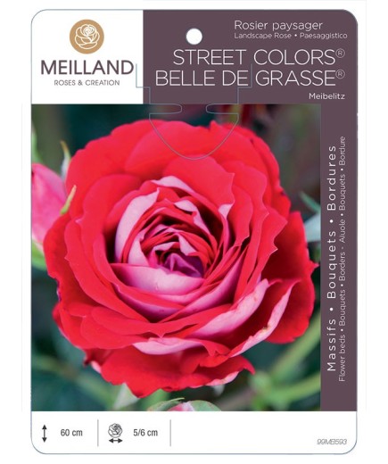 Rosier paysager BELLE DE GRASSE ® Meibelitz