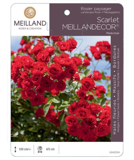 Rosier paysager Scarlet MEILLANDECOR ® Meikrotal