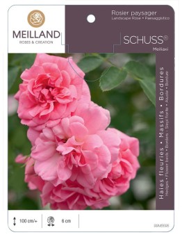 Rosier paysager SCHUSS® Meiliaxi