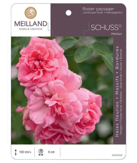 Rosier paysager SCHUSS® Meiliaxi