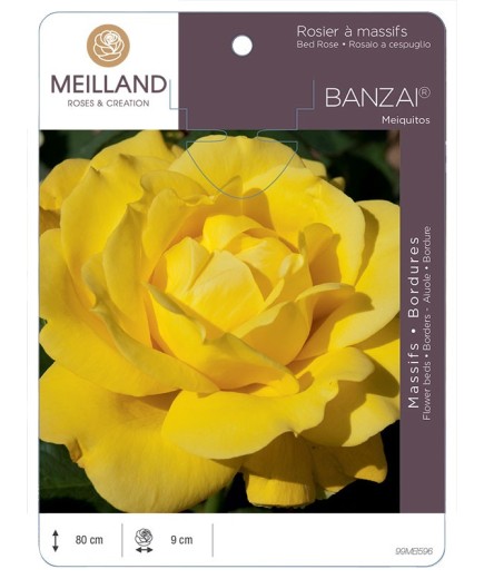 Rosier à grandes fleurs BANZAI ® Meiquitos