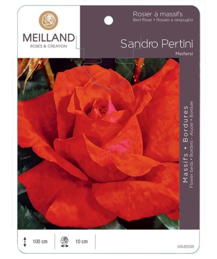 Rosier à grandes fleurs SANDRO PERTINI Meifersi
