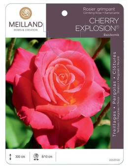 Rosier grimpant CHERRY EXPLOSION® Baisikomik