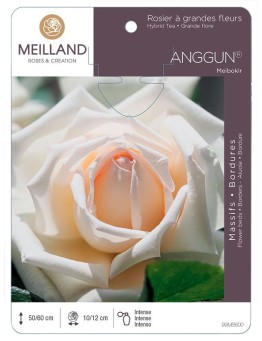 Rosier à grandes fleurs ANGGUN® Meibokir