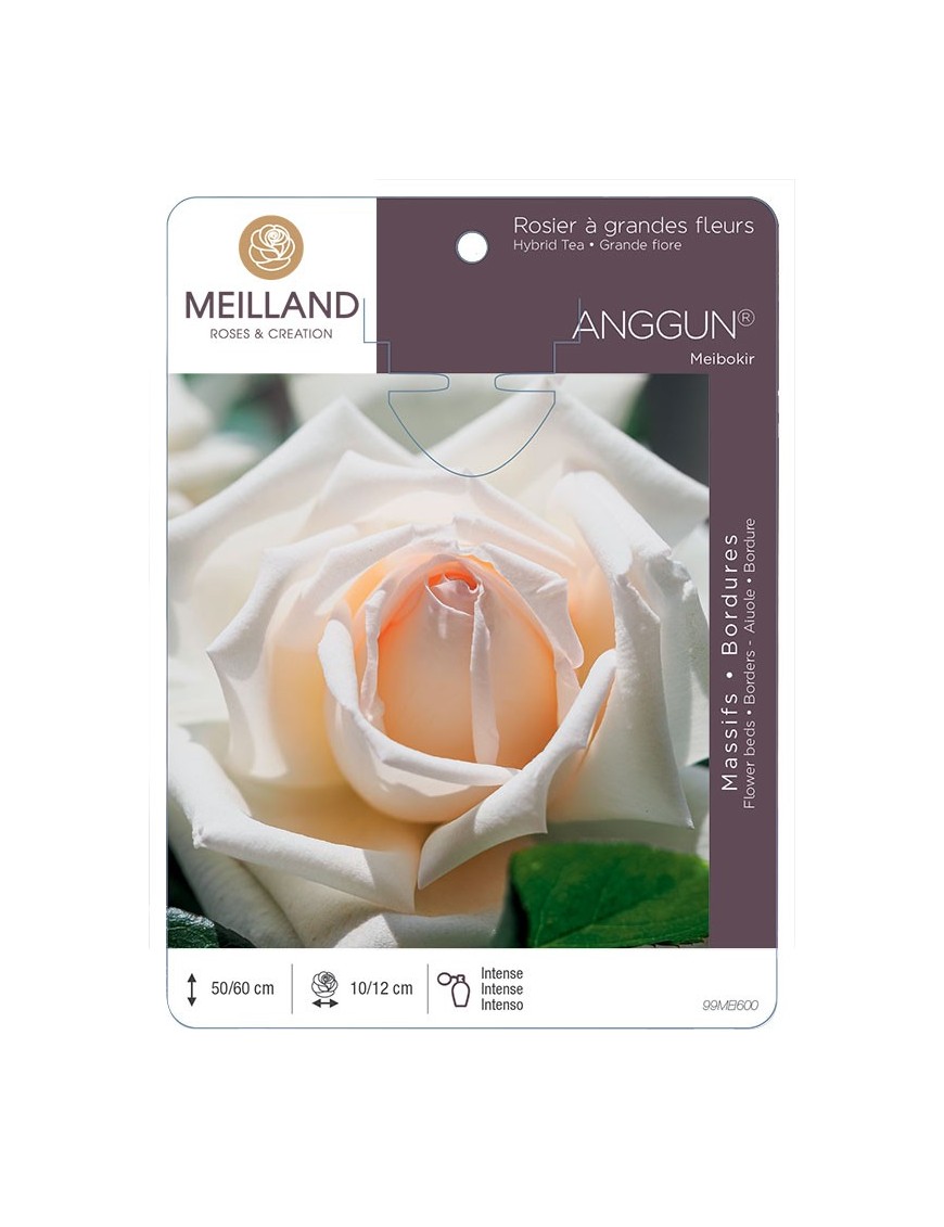 Rosier à grandes fleurs ANGGUN® Meibokir