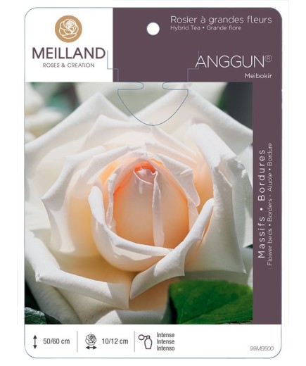 Rosier à grandes fleurs ANGGUN® Meibokir