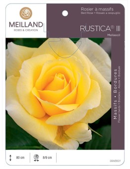 Rosier à massifs RUSTICA® III Meilaocil