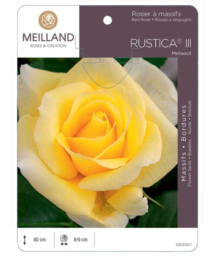 Rosier à massifs RUSTICA® III Meilaocil