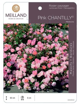 Rosier paysager Pink CHANTILLY® Meilevire