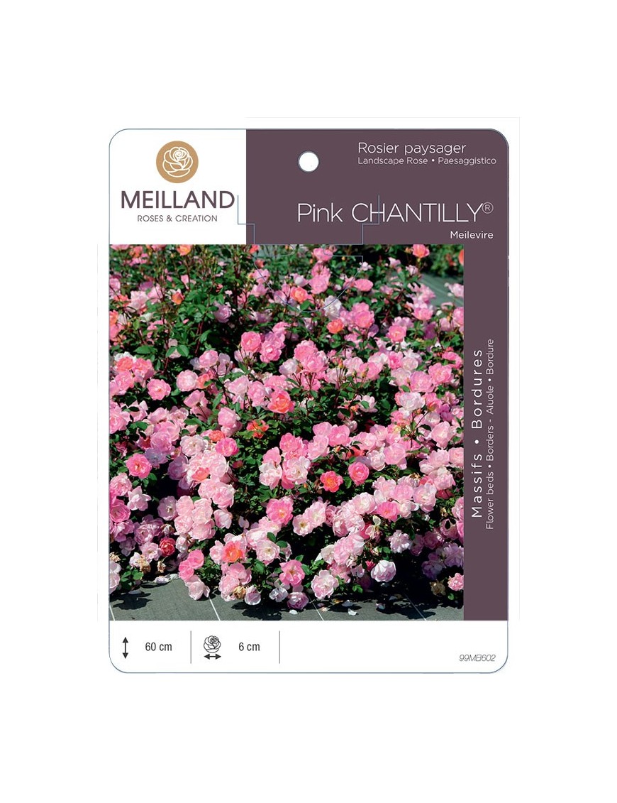 Rosier paysager Pink CHANTILLY® Meilevire