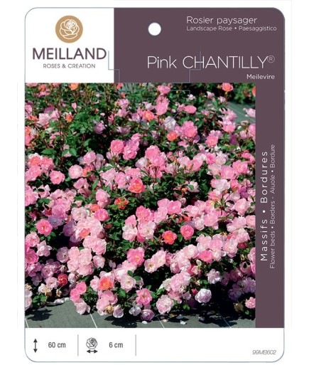 Rosier paysager Pink CHANTILLY® Meilevire