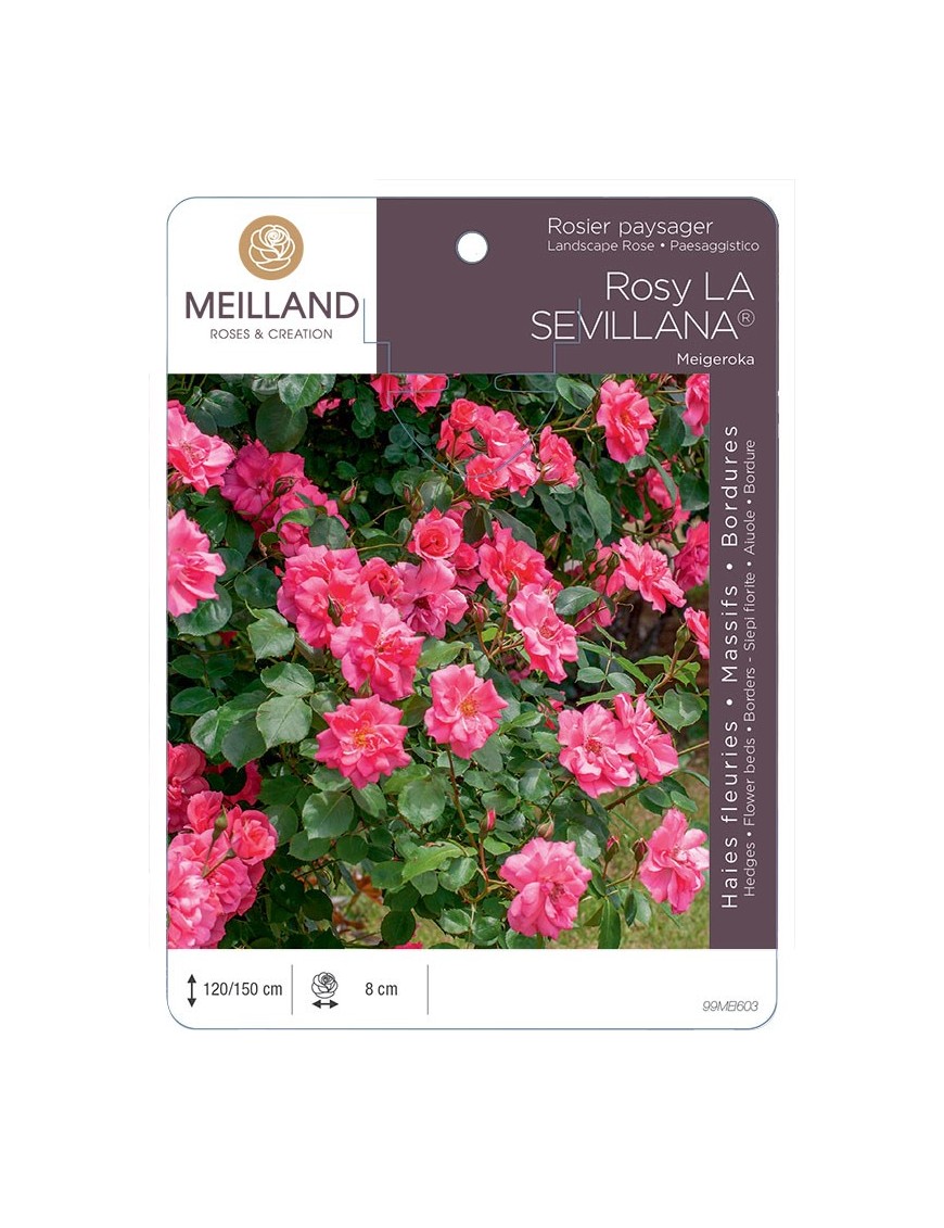 Rosier paysager Rosy LA SEVILLANA® Meigeroka