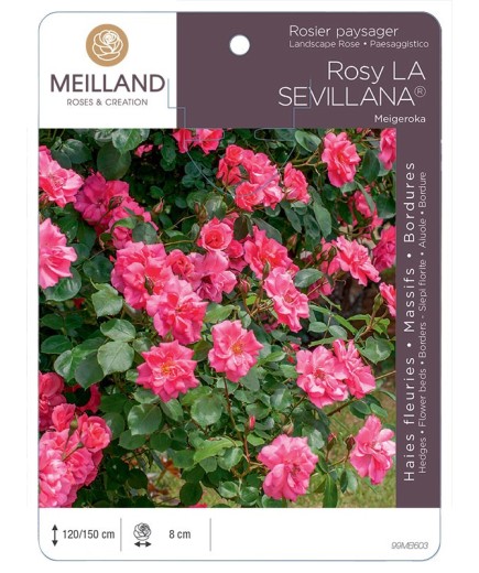 Rosier paysager Rosy LA SEVILLANA® Meigeroka