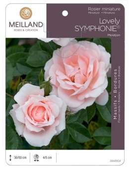 Rosier miniature LOVELY® SYMPHONIE® Meiatjon