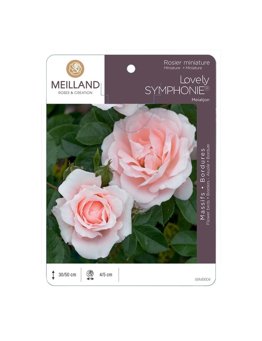 Rosier miniature LOVELY® SYMPHONIE® Meiatjon