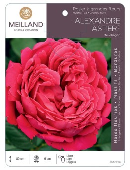 Rosier à grandes fleurs ALEXANDRE ASTIER® Meilehagan