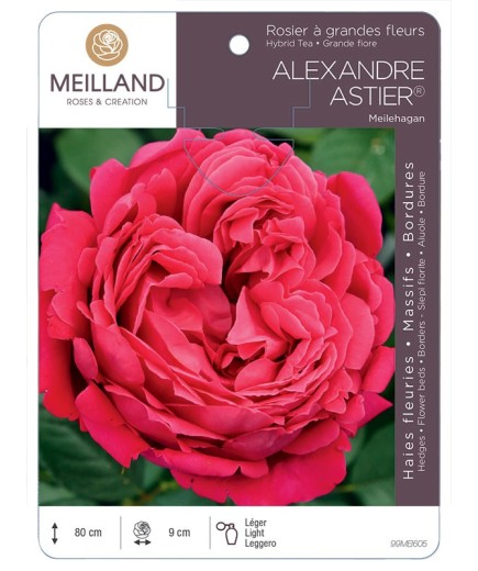 Rosier à grandes fleurs ALEXANDRE ASTIER® Meilehagan