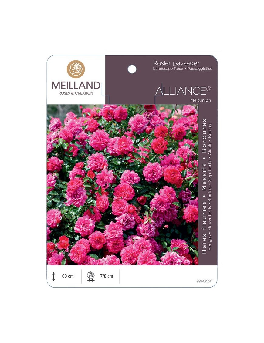 Rosier paysager ALLIANCE® Meitunion