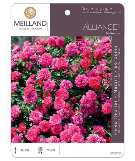 Rosier paysager ALLIANCE® Meitunion