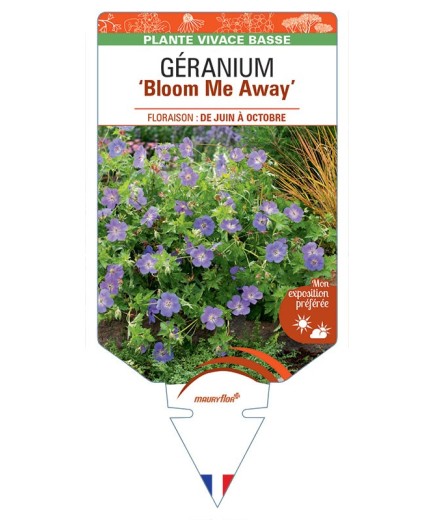 GERANIUM (wallichianum) Bloom Me Away