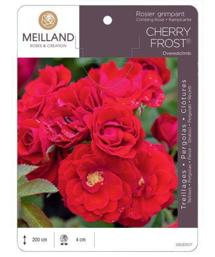 Rosier grimpant CHERRY FROST® Overedclimb