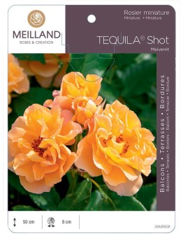 Rosier miniature TEQUILA® Shot Meiverrit