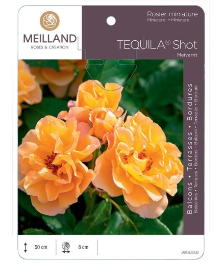 Rosier miniature TEQUILA® Shot Meiverrit
