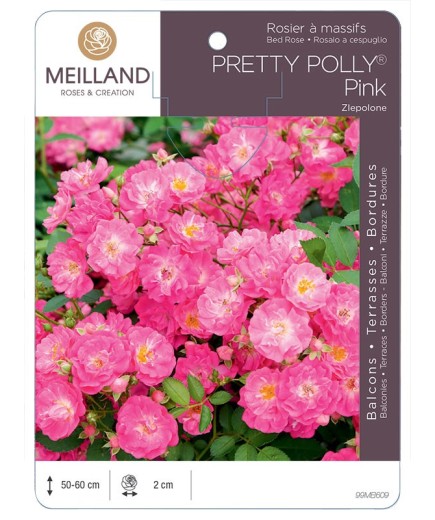 Rosier à massifs PRETTY POLLY® Pink Zlepolon