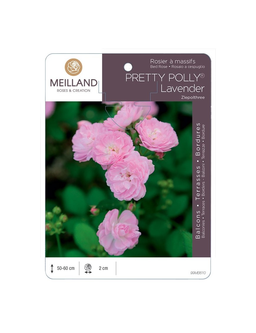 Rosier à massifs PRETTY POLLY® Lavender Zlepolthree
