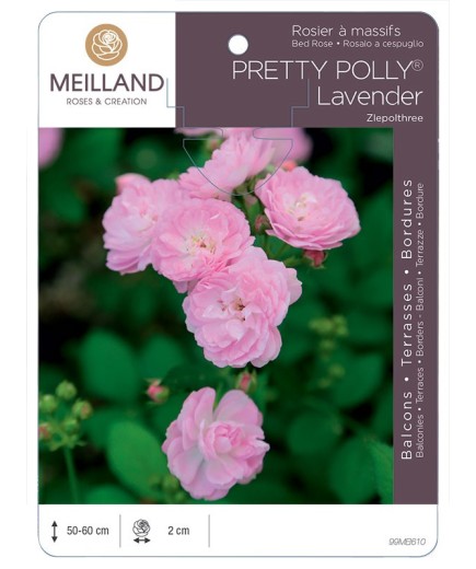 Rosier à massifs PRETTY POLLY® Lavender Zlepolthree