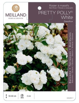 Rosier à massifs PRETTY POLLY® White Zlepolfour