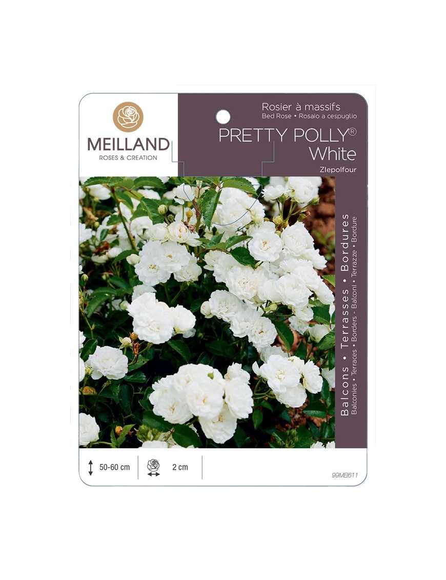 Rosier à massifs PRETTY POLLY® White Zlepolfour