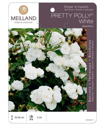 Rosier à massifs PRETTY POLLY® White Zlepolfour
