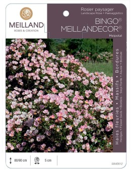 Rosier paysager BINGO® MEILLANDECOR®  Meipotal
