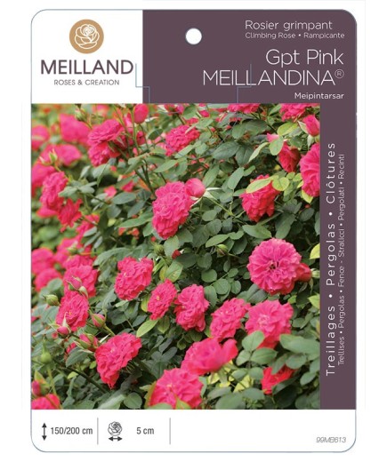 Rosier grimpant PINK MEILLANDINA® Meipintarsar