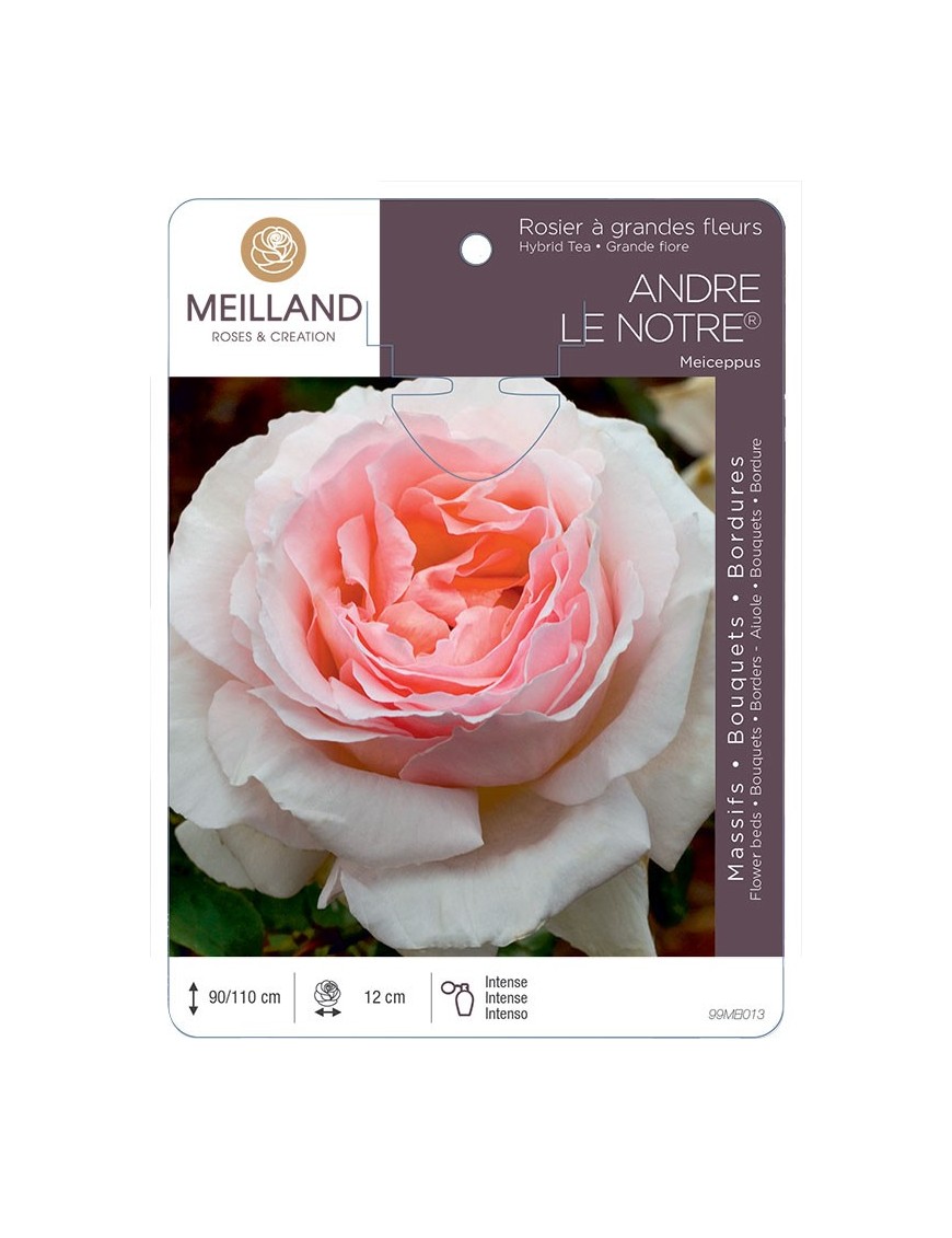 Rosier à grandes fleurs ANDRE LE NOTRE ® Meiceppus