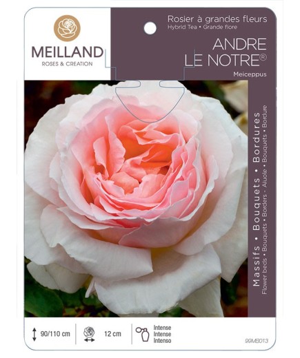 Rosier à grandes fleurs ANDRE LE NOTRE ® Meiceppus