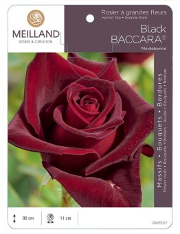 Rosier à grandes fleurs BLACK BACCARA ® Meidebenne