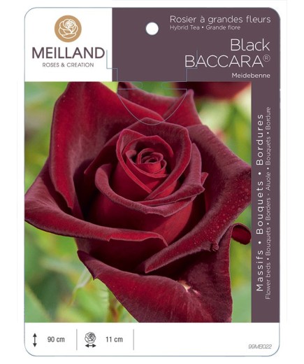 Rosier à grandes fleurs BLACK BACCARA ® Meidebenne